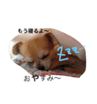 りんるんれん（個別スタンプ：5）