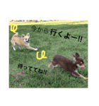 りんるんれん（個別スタンプ：10）