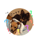 りんるんれん（個別スタンプ：17）