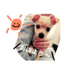 りんるんれん（個別スタンプ：20）