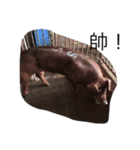 pigtime（個別スタンプ：1）