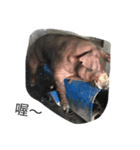 pigtime（個別スタンプ：2）