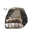 pigtime（個別スタンプ：4）
