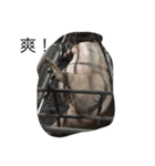 pigtime（個別スタンプ：5）