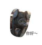 pigtime（個別スタンプ：6）