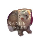 フェレット しらこぽんず（個別スタンプ：2）