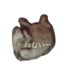 フェレット しらこぽんず（個別スタンプ：3）