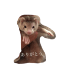 フェレット しらこぽんず（個別スタンプ：6）