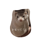 フェレット しらこぽんず（個別スタンプ：7）