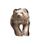 フェレット しらこぽんず（個別スタンプ：8）