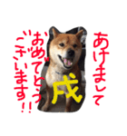 choosuke（個別スタンプ：5）