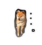 choosuke（個別スタンプ：6）