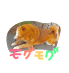 choosuke（個別スタンプ：9）