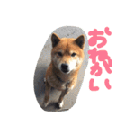 choosuke（個別スタンプ：10）