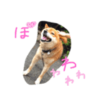 choosuke（個別スタンプ：13）