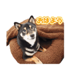 黒柴犬黒豆の日常（個別スタンプ：1）
