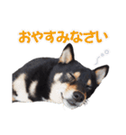 黒柴犬黒豆の日常（個別スタンプ：2）