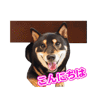 黒柴犬黒豆の日常（個別スタンプ：3）