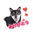 黒柴犬黒豆の日常（個別スタンプ：4）