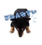 黒柴犬黒豆の日常（個別スタンプ：5）