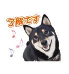 黒柴犬黒豆の日常（個別スタンプ：6）