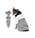 黒柴犬黒豆の日常（個別スタンプ：7）