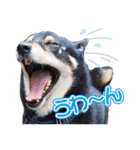 黒柴犬黒豆の日常（個別スタンプ：8）