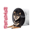 黒柴犬黒豆の日常（個別スタンプ：10）