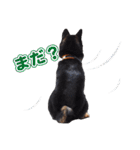 黒柴犬黒豆の日常（個別スタンプ：11）