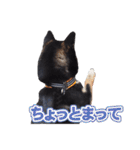 黒柴犬黒豆の日常（個別スタンプ：12）