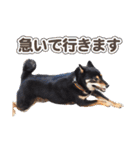 黒柴犬黒豆の日常（個別スタンプ：13）
