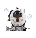 黒柴犬黒豆の日常（個別スタンプ：15）