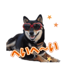 黒柴犬黒豆の日常（個別スタンプ：16）