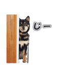黒柴犬黒豆の日常（個別スタンプ：18）