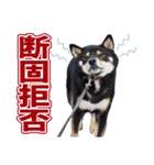 黒柴犬黒豆の日常（個別スタンプ：19）