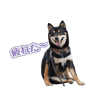 黒柴犬黒豆の日常（個別スタンプ：20）