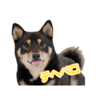 黒柴犬黒豆の日常（個別スタンプ：21）