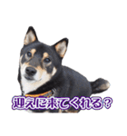 黒柴犬黒豆の日常（個別スタンプ：22）