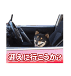 黒柴犬黒豆の日常（個別スタンプ：23）
