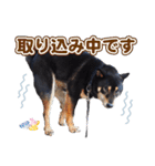 黒柴犬黒豆の日常（個別スタンプ：24）