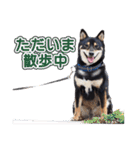 黒柴犬黒豆の日常（個別スタンプ：25）
