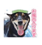 黒柴犬黒豆の日常（個別スタンプ：26）