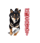 黒柴犬黒豆の日常（個別スタンプ：27）