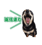 黒柴犬黒豆の日常（個別スタンプ：28）