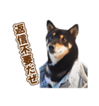 黒柴犬黒豆の日常（個別スタンプ：29）