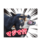 黒柴犬黒豆の日常（個別スタンプ：30）