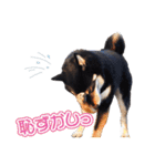 黒柴犬黒豆の日常（個別スタンプ：31）