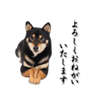 黒柴犬黒豆の日常（個別スタンプ：32）
