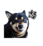 黒柴犬黒豆の日常（個別スタンプ：33）