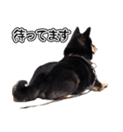 黒柴犬黒豆の日常（個別スタンプ：34）